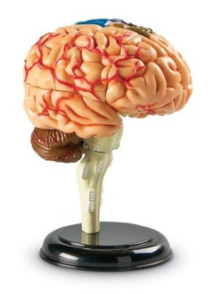 Learning Resources نموذج الدماغ  - Image 3
