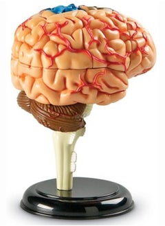 Learning Resources نموذج الدماغ  - Image 5