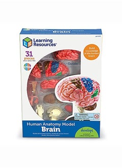 Learning Resources نموذج الدماغ  - Image 1
