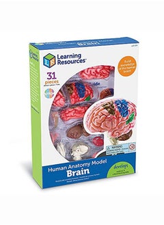 Learning Resources نموذج الدماغ  - Image 4