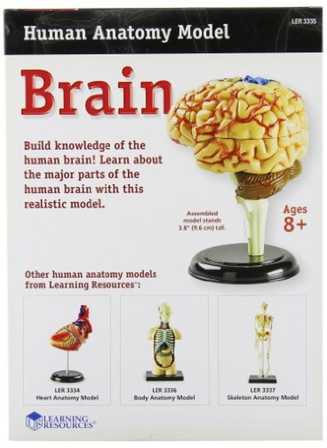 Learning Resources نموذج الدماغ  - Image 2