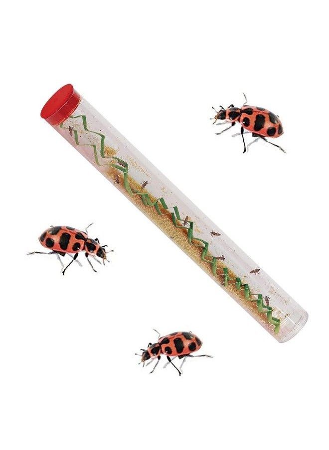 Insect Lore - Live Ladybug Growing Kit Toy Observation Skills - Image 1
