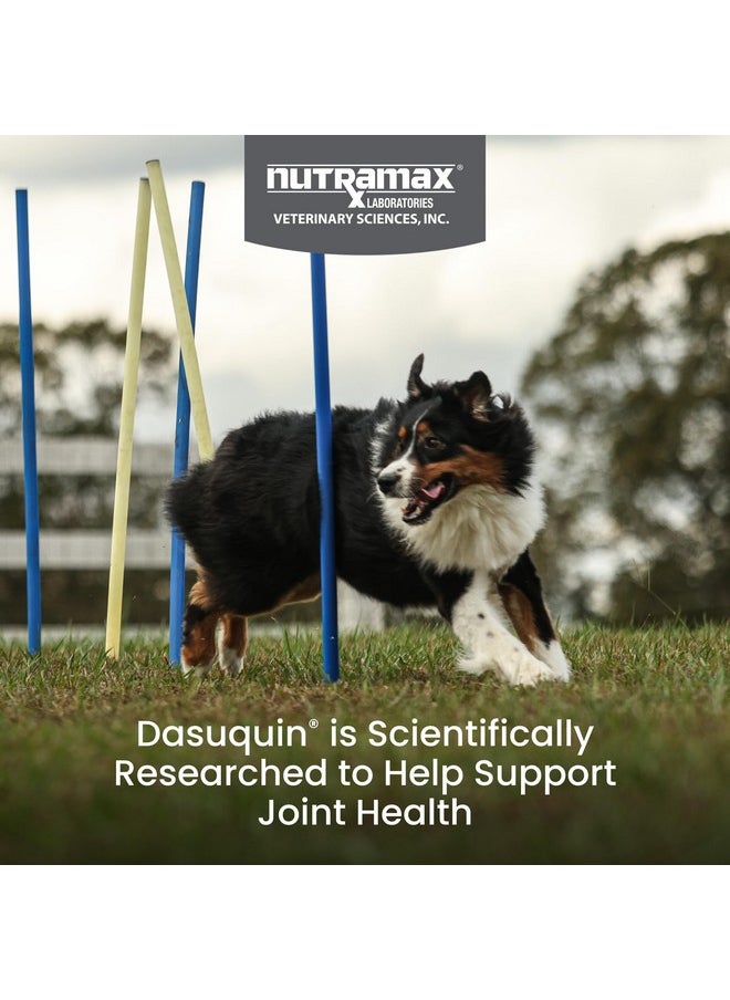 Nutramax Laboratories Nutramax Laboratories Dasuquin with MSM Joint Health Supplement for Large Dogs - With Glucosamine, MSM, Chondroitin, ASU, Boswellia Serrata Extract, and Green Tea Extract, 150 Soft Chews  - Image 2