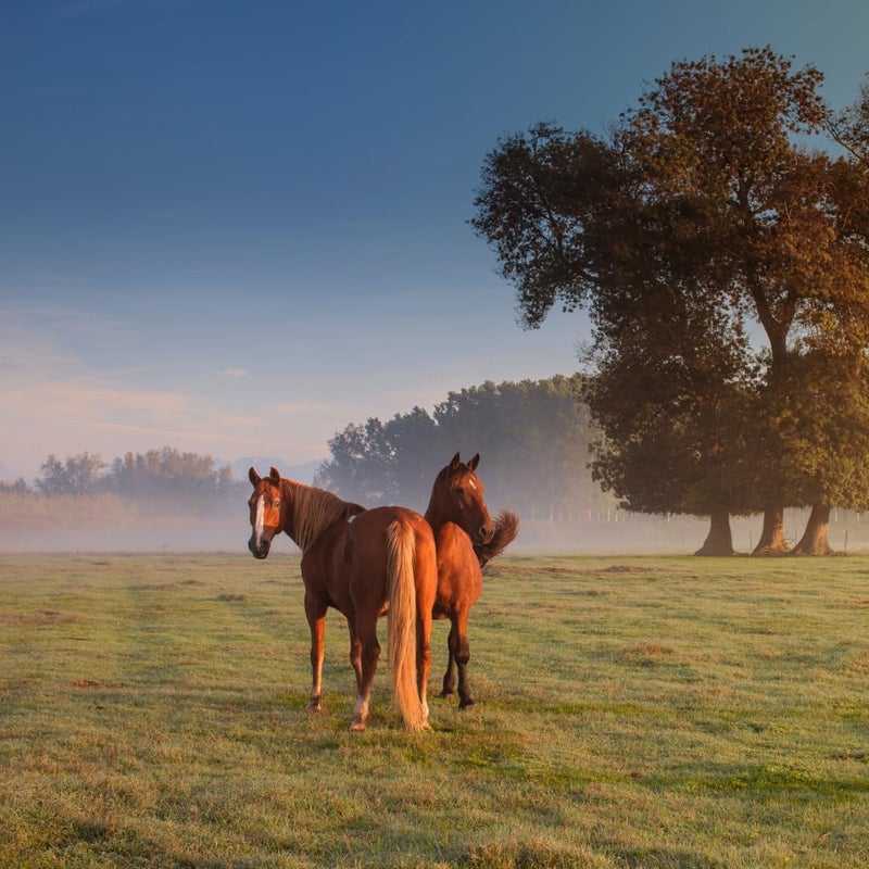 Manna Pro Corona Ointment for Horses|Lanolin Based Formula Helps Sooth Irritation|7 Ounces - Image 4