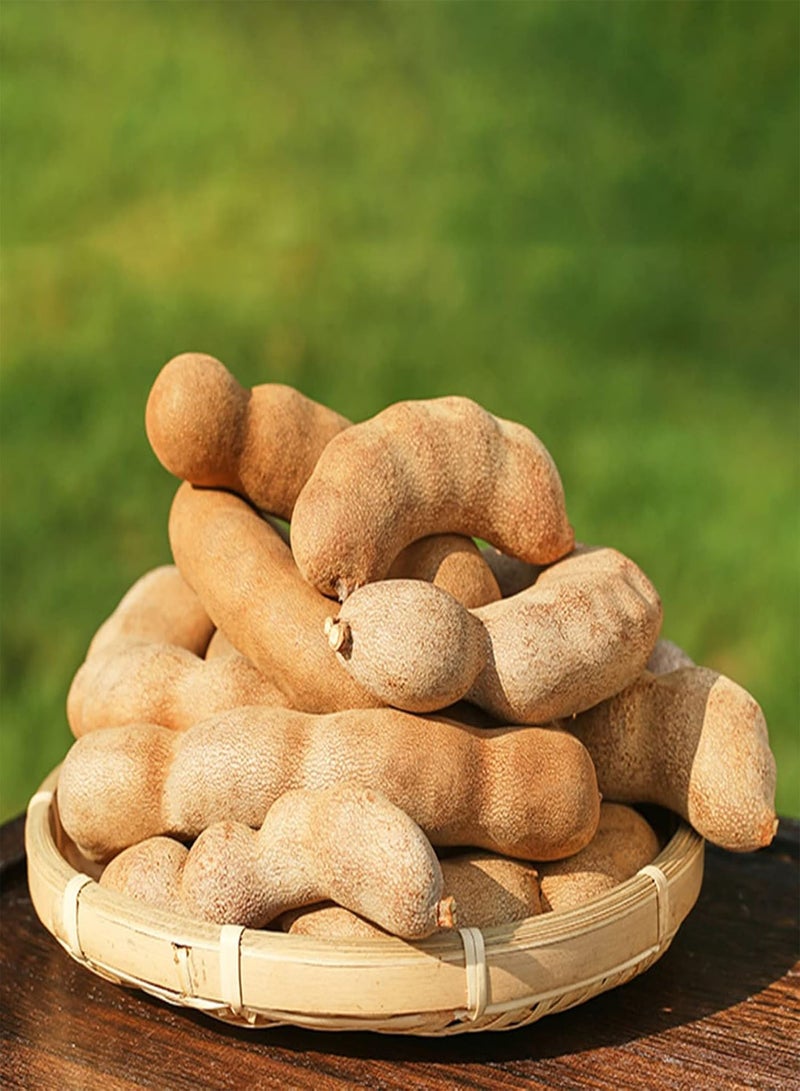 GGOOT 10Pcs Tamarind Seeds Natural Fruits Seedlings Pack Premium Sweet Prolific Fruit Seeds for Home Garden Seed 1size - Image 3