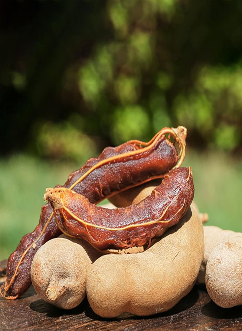 GGOOT 10Pcs Tamarind Seeds Natural Fruits Seedlings Pack Premium Sweet Prolific Fruit Seeds for Home Garden Seed 1size - Image 4