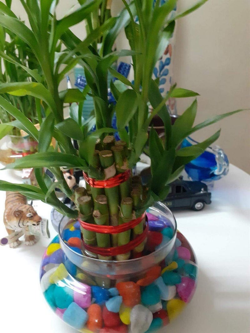 Creative Farmer 1Kg MultiColor Mixed Stone Glossy and Decorative Garden Glass Pebbles Multicolour 1Kg P - Image 3