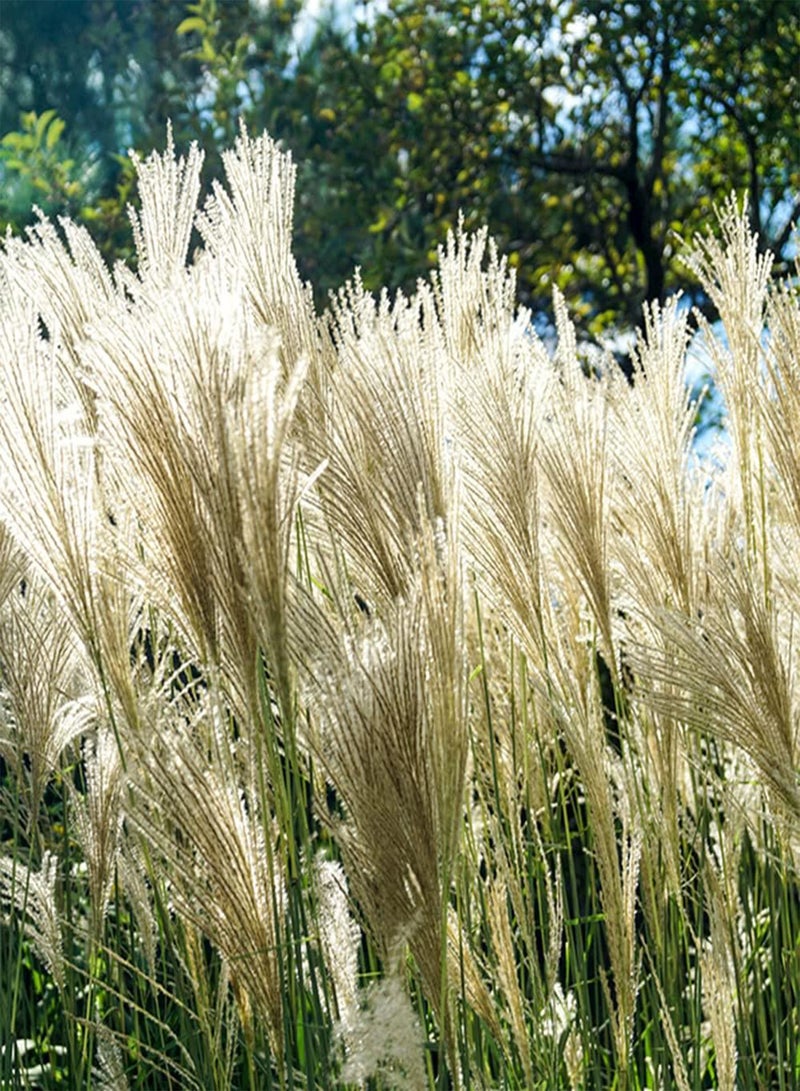 جي جوت 300 قطعة من بذور عشب البامباس الفريدة والملفتة للنظر مناسبة للمبتدئين لتنمية الاهتمام بالزراعة وإضافة منظر طبيعي جميل إلى جمال الحديقة - Image 3