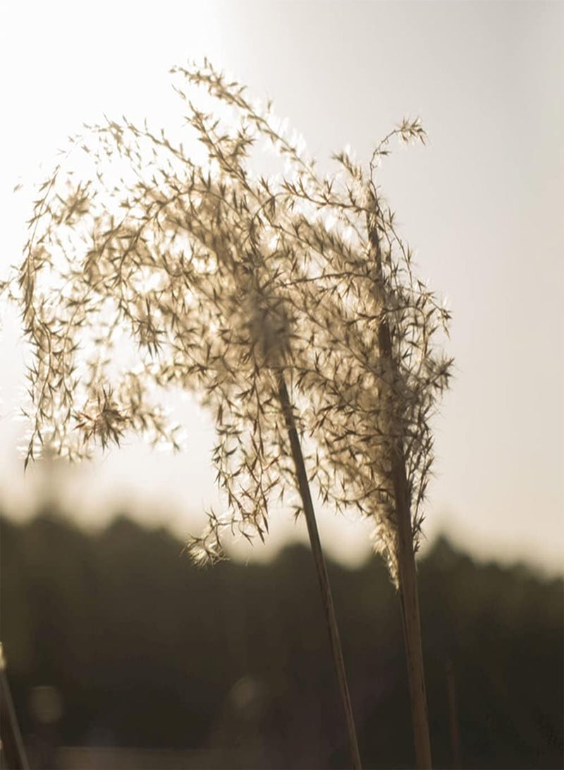 جي جوت 300 قطعة من بذور عشب البامباس الفريدة والملفتة للنظر مناسبة للمبتدئين لتنمية الاهتمام بالزراعة وإضافة منظر طبيعي جميل إلى جمال الحديقة - Image 2