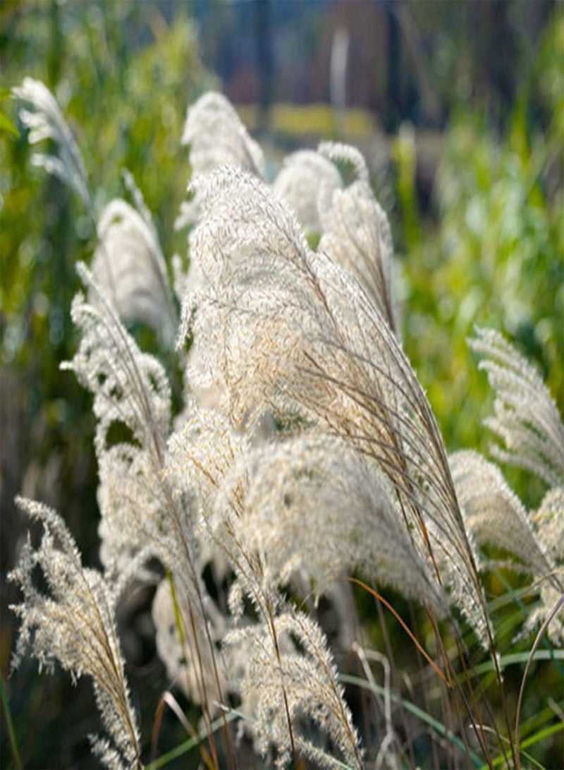 جي جوت 300 قطعة من بذور عشب البامباس الفريدة والملفتة للنظر مناسبة للمبتدئين لتنمية الاهتمام بالزراعة وإضافة منظر طبيعي جميل إلى جمال الحديقة - Image 1