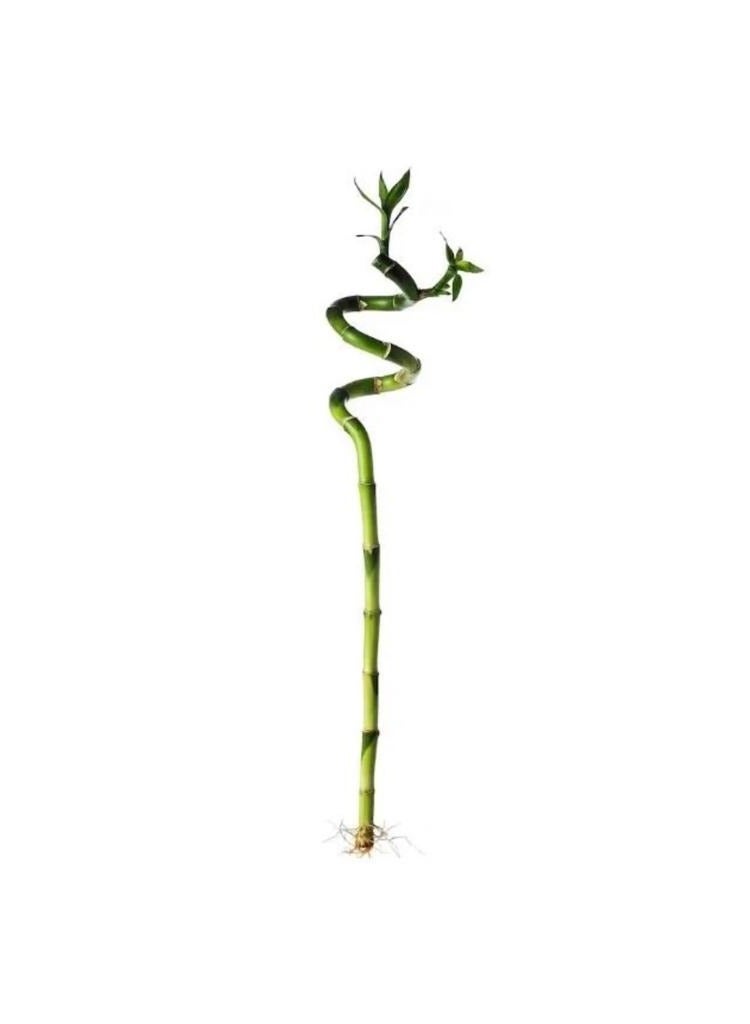 Spiral bamboo plant 45 cm - Image 1