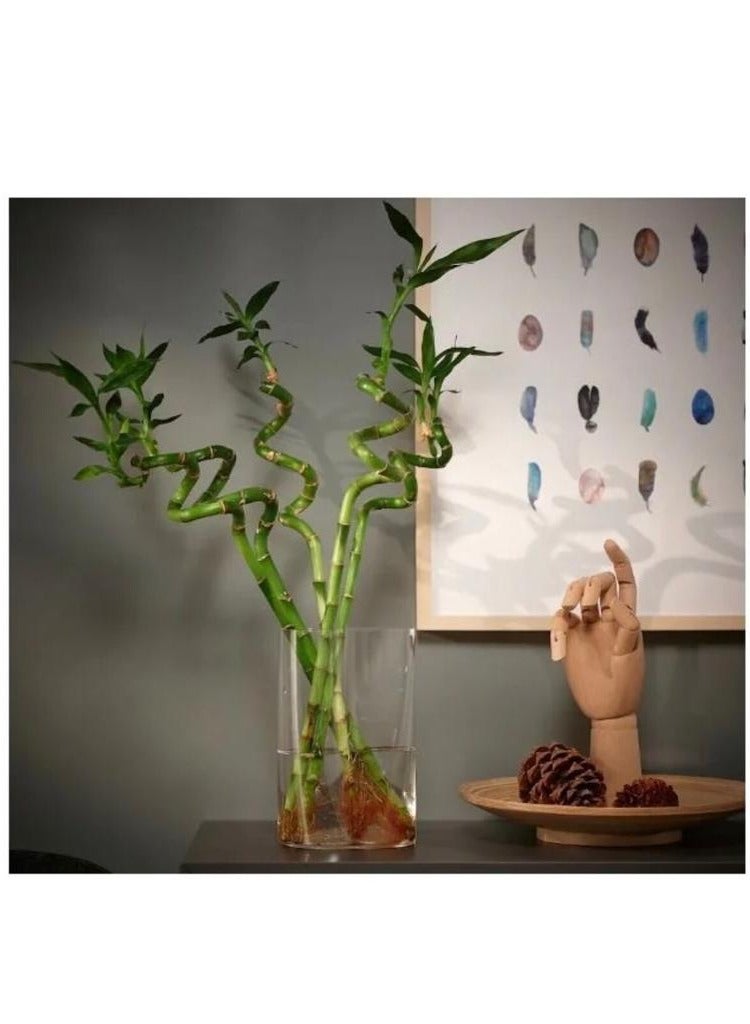 Spiral bamboo plant 45 cm - Image 2