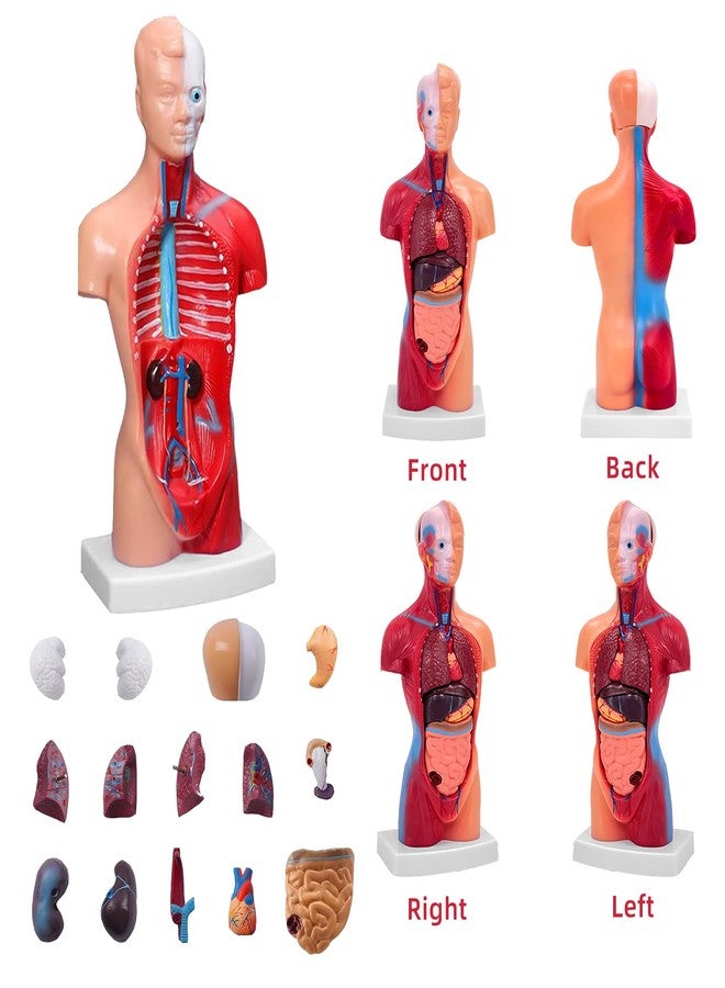 Ceonam 11 Inch Small Human Body Model for Anatomy Study - 15 Detachable Parts Educational Torso with Internal Organs, DIY Assembly Anatomy Model for Students, Teachers, and Medical Healthcare Professionals - Image 3