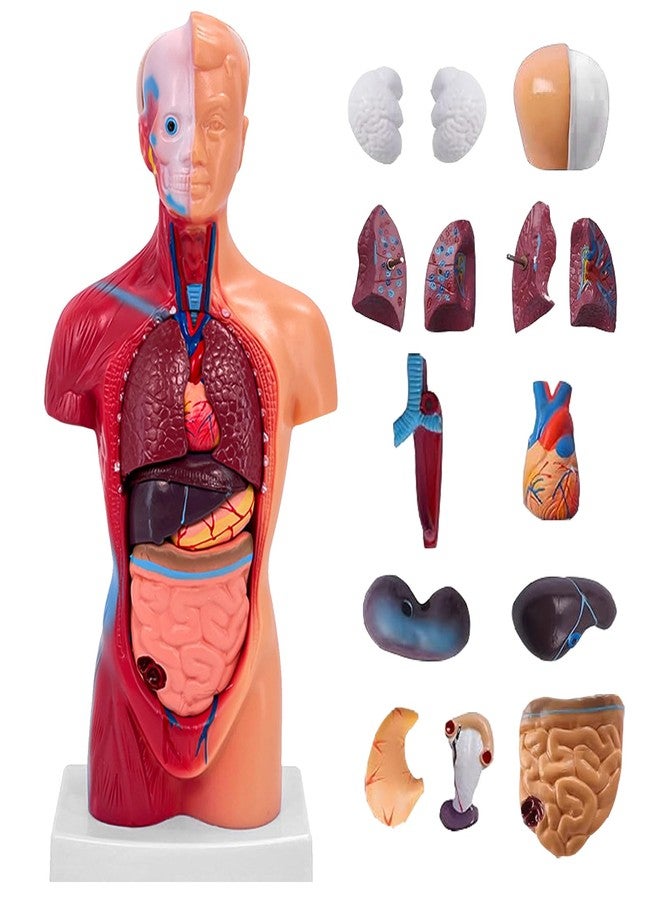 Ceonam 11 Inch Small Human Body Model for Anatomy Study - 15 Detachable Parts Educational Torso with Internal Organs, DIY Assembly Anatomy Model for Students, Teachers, and Medical Healthcare Professionals - Image 1