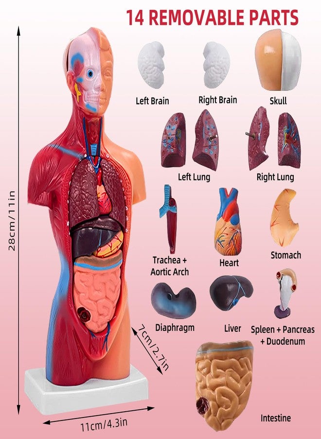 Ceonam 11 Inch Small Human Body Model for Anatomy Study - 15 Detachable Parts Educational Torso with Internal Organs, DIY Assembly Anatomy Model for Students, Teachers, and Medical Healthcare Professionals - Image 2