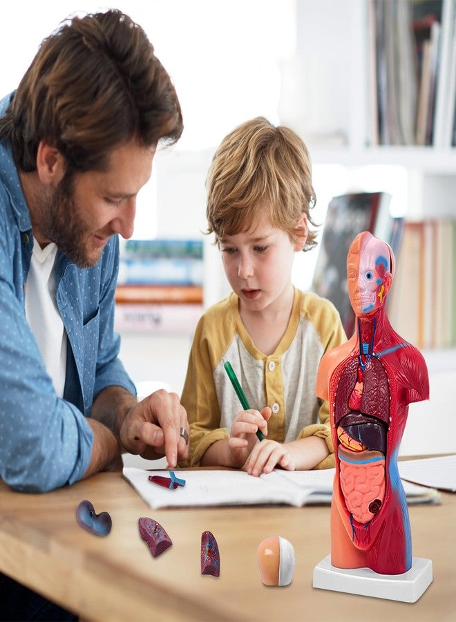 Ceonam 11 Inch Small Human Body Model for Anatomy Study - 15 Detachable Parts Educational Torso with Internal Organs, DIY Assembly Anatomy Model for Students, Teachers, and Medical Healthcare Professionals - Image 4