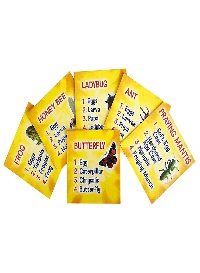 إنسيكت لور مجموعة تماثيل دورة حياة الحشرات من "لور" (٢٤ قطعة) | فراشة، خنفساء، ضفدع، نحلة، نملة، وسرعوف | ٤ مراحل لكل حشرة، ٢٤ تمثالًا إجمالاً - Image 5