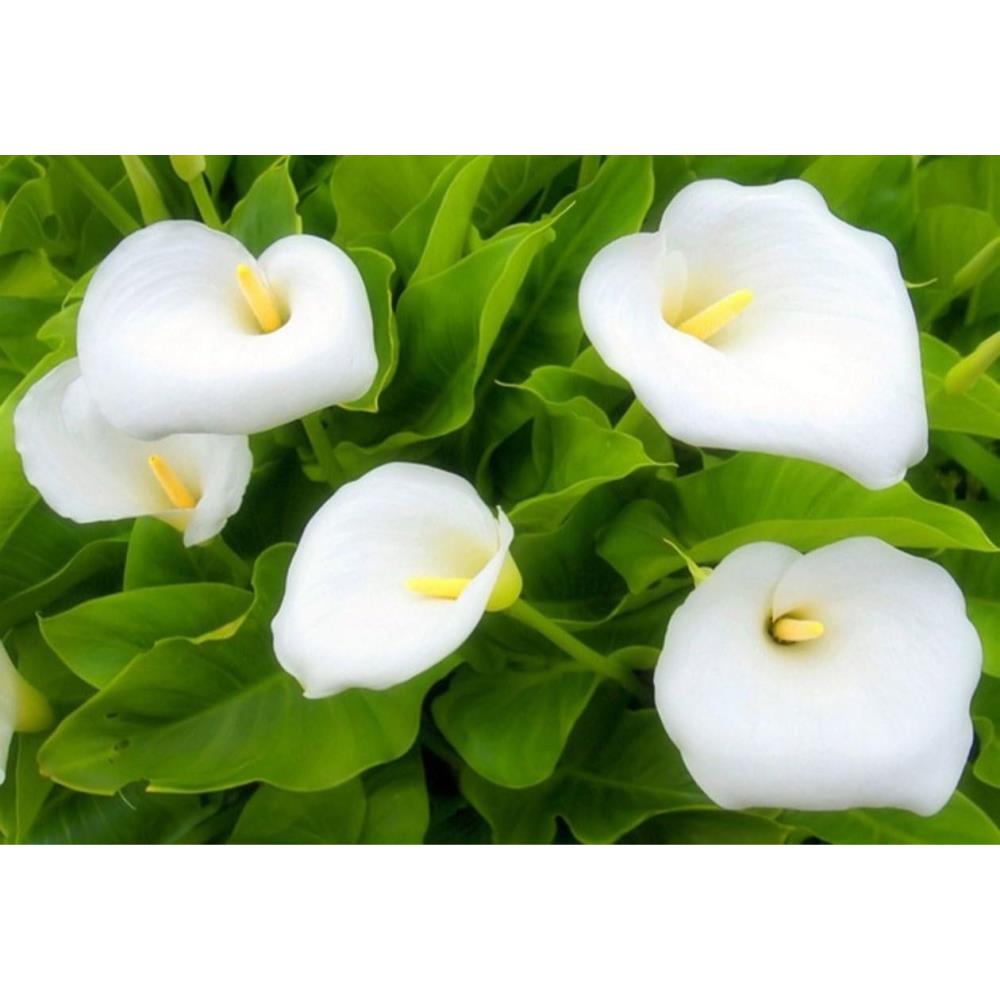 Generic Calla Lily , Zantedeschia Aethiopica , Native to South Africa ...