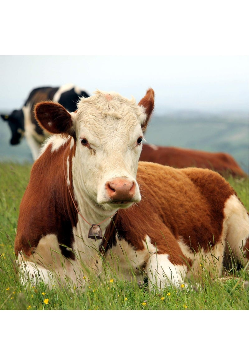 سيوسي كاشف هورس غنم رعي أجراس النحاس الصغيرة أجراس النحاس النحاس الماعز مزرعة الجرس البرونزي الصاخب أجراس الحديد الحصان الحديد الحصان للديكور ، 2 قطعة (6 قطع) - Image 5