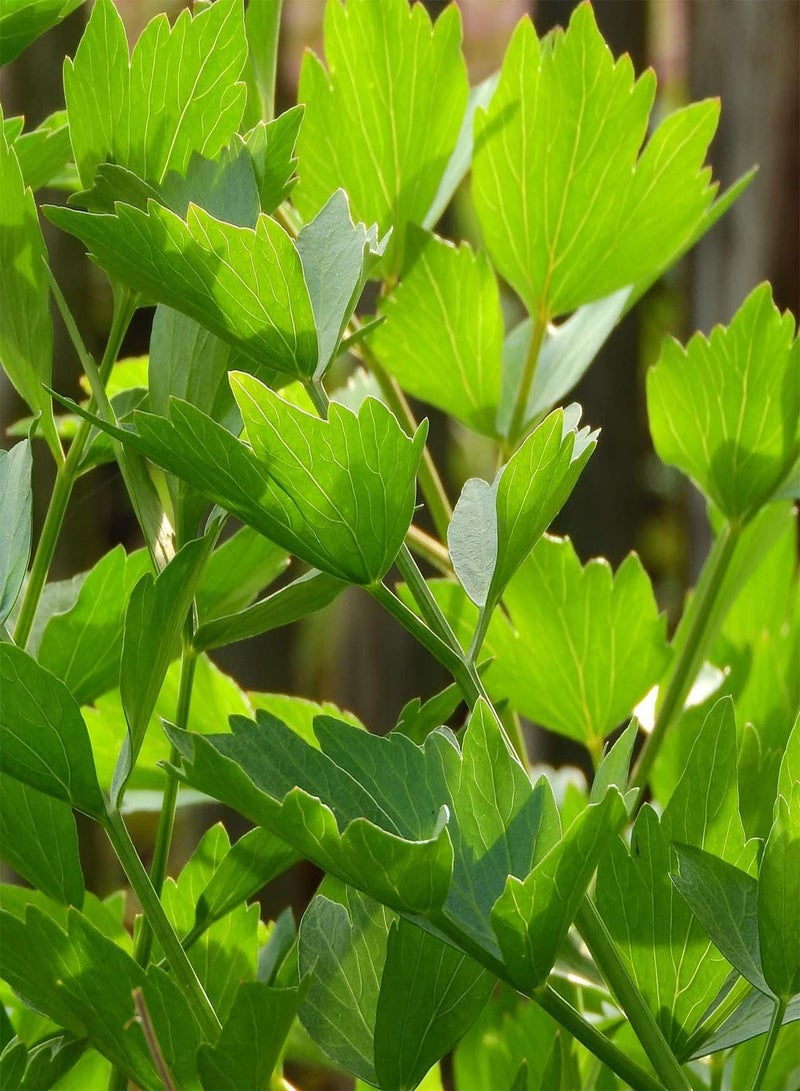 Lovage Herb Seeds - 'Levisticum officinale' - 150 Perennial Seeds