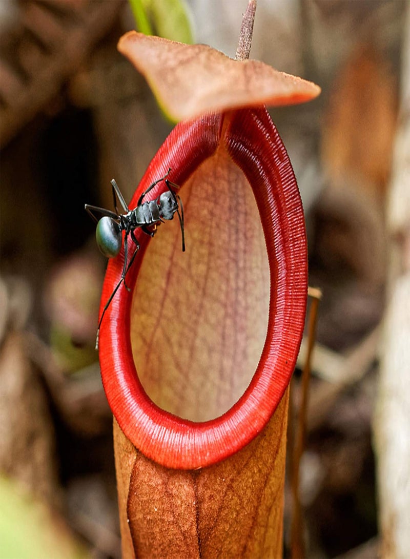 GGOOT 50Pcs/Bag Nepenthes Seeds Decorative Tropical with Pouch Carnivorous Plants Seeds for Home Plant Garden Seeds Rose Red Nepenthes Seeds - Image 5