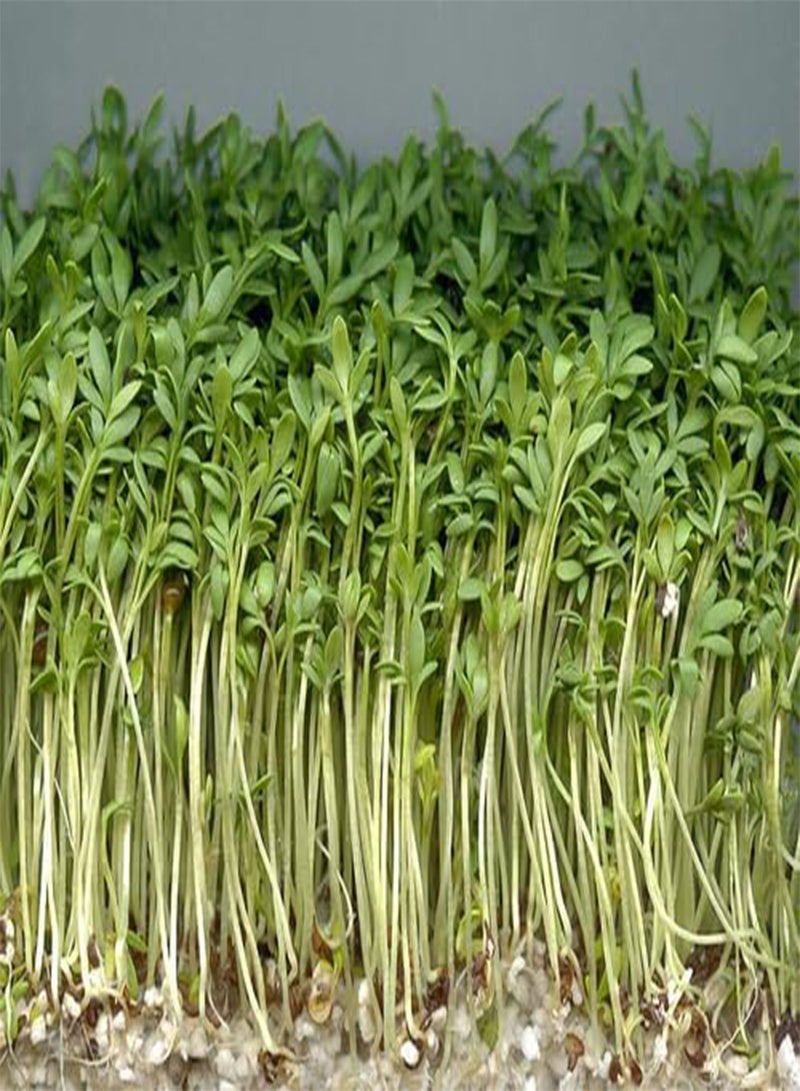 GGOOT Premium Cress Seeds Wholesale Pack | 10% Certified Growing Kit for Schools, Clubs & Bulk Orders | Fast-Growing Microgreens (10) - Image 1