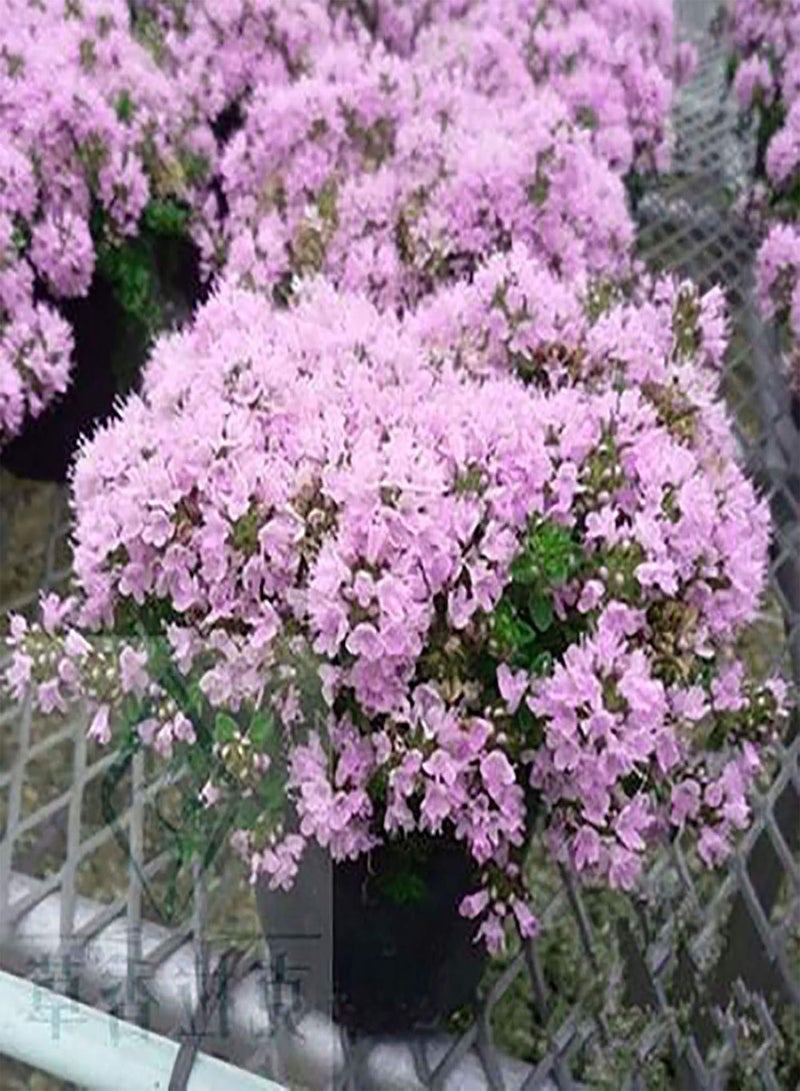 جي جوت بذور زعتر إرثية قليلة الدسم خالية من الكائنات المعدلة وراثيًا ولذيذة للمزرعة - Image 4