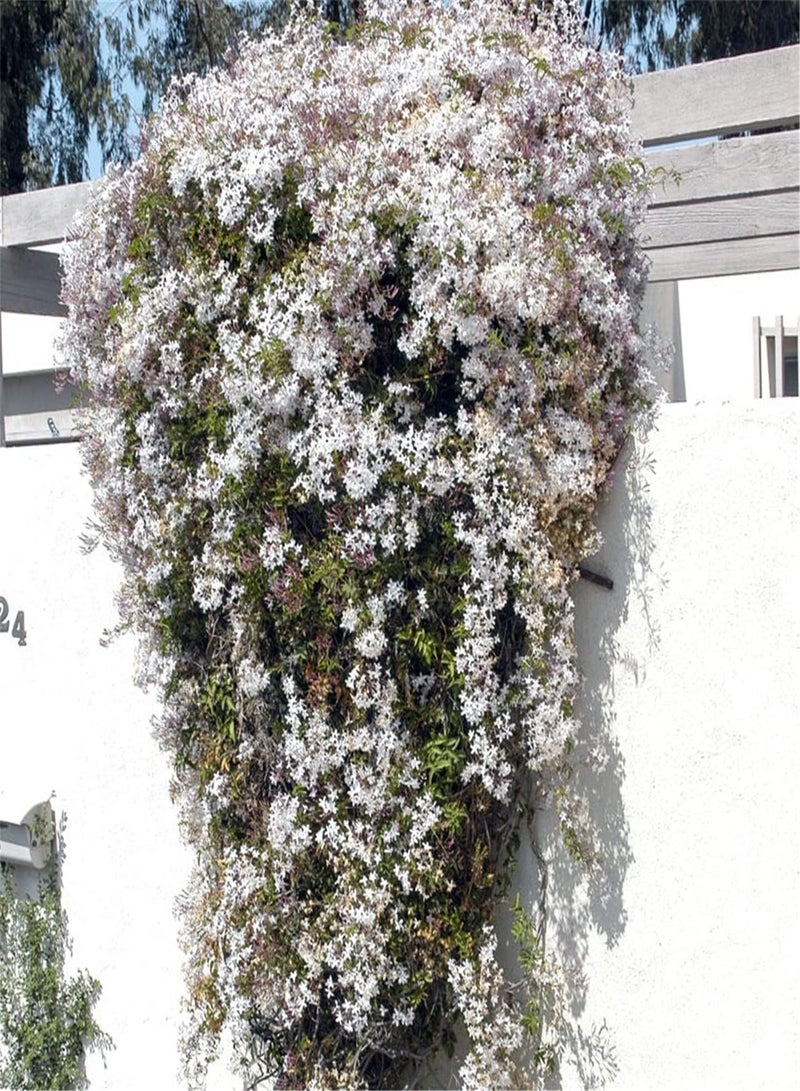 GGOOT Scented Jasmine Seeds for Planting/Charming Fragrance/Provoked Envy of Neighbors/Enjoy Fun of Planting-100 Seeds - Image 1