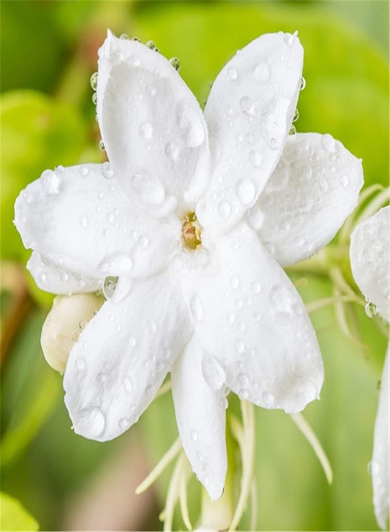 GGOOT Scented Jasmine Seeds for Planting/Charming Fragrance/Provoked Envy of Neighbors/Enjoy Fun of Planting-100 Seeds - Image 2