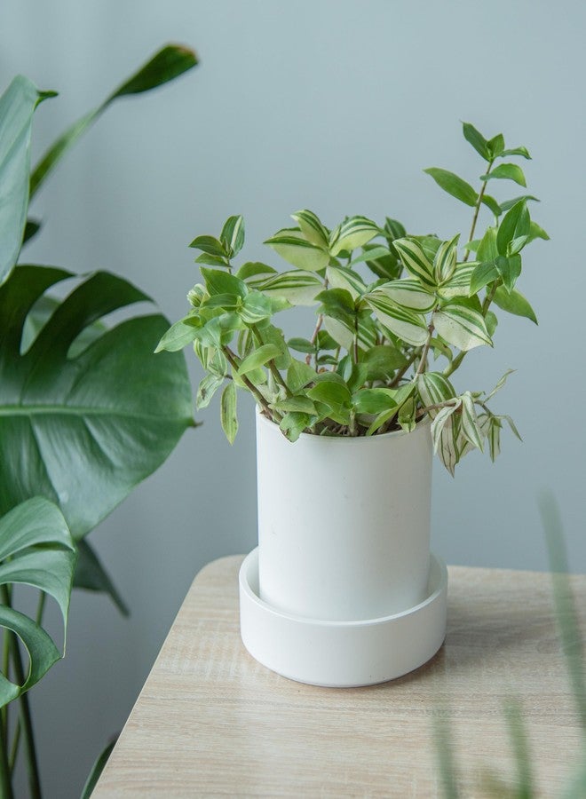 Phoenix Vine 6 Inch Plastic Plant Saucer Water Drip Tray, Heavy Sturdy Round Plant Drainage Tray for Indoors Outdoor, Matte White, 21-TY-6W-1 - Image 5
