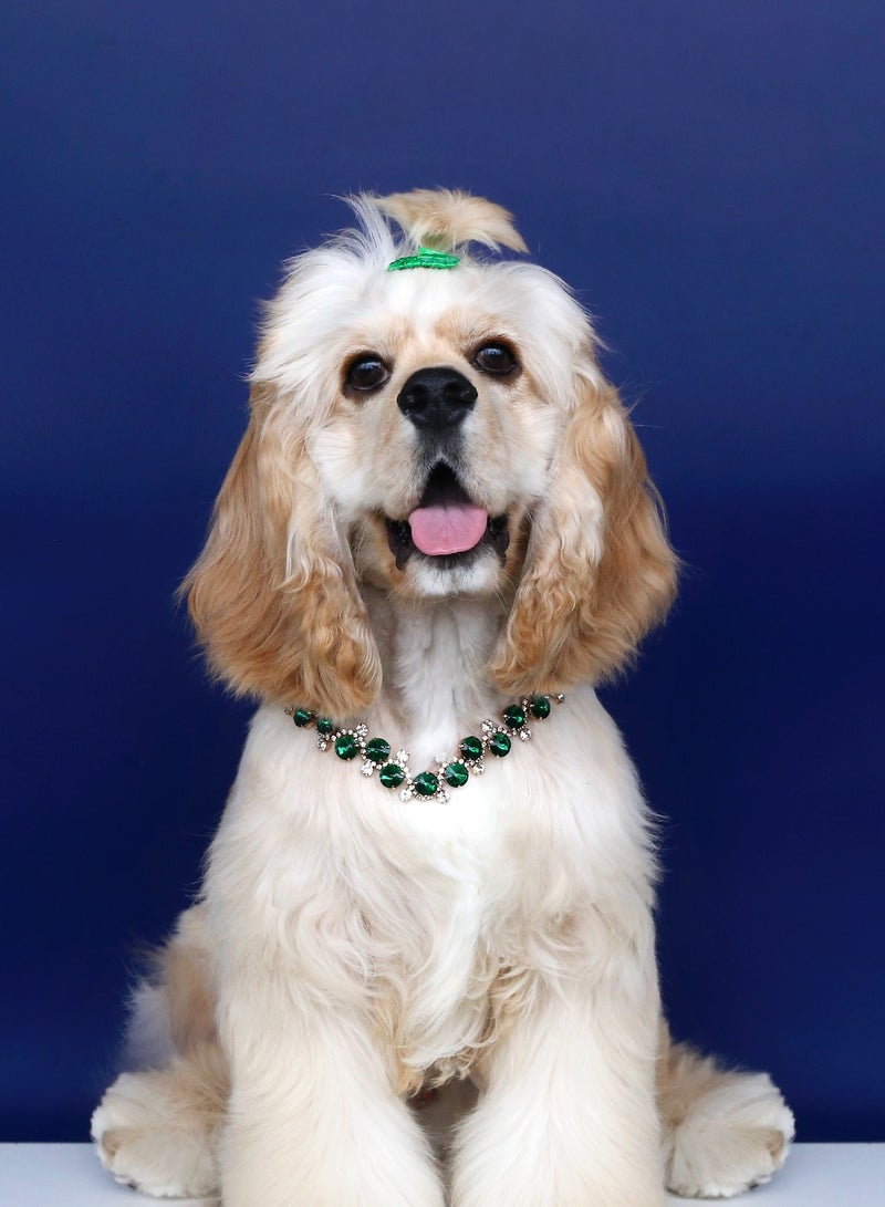 Innoshine Green Pet Jewelry Necklace Collar with Crystal Gemstone Fashion Diamond Necklace For Cat and small Dogs Adjustable Pet Collar for Wedding and Party - Image 4