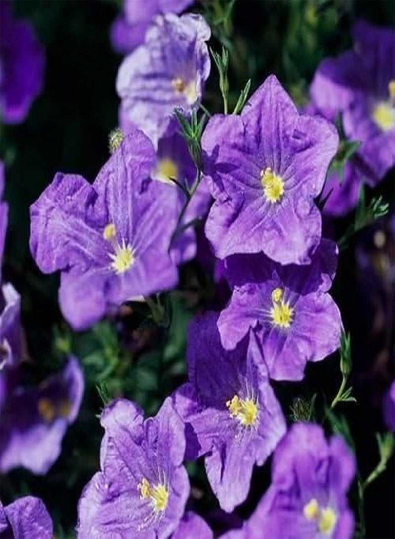GGOOT 200 Seeds Cup Flower Purple Robe Ground Cover Seeds (Nierembergia Hippomanica) - Image 1