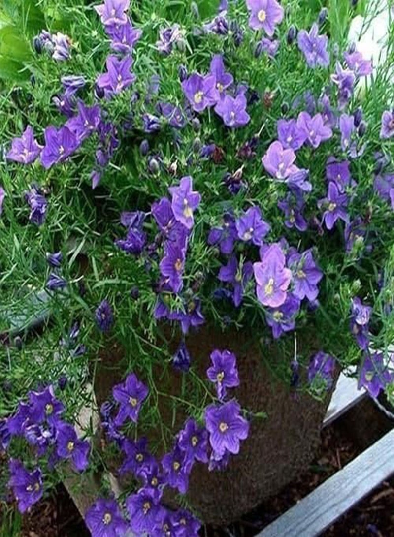 GGOOT 200 Seeds Cup Flower Purple Robe Ground Cover Seeds (Nierembergia Hippomanica) - Image 2