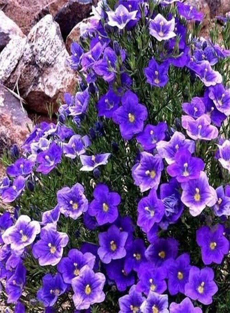 GGOOT 200 Seeds Cup Flower Purple Robe Ground Cover Seeds (Nierembergia Hippomanica) - Image 3