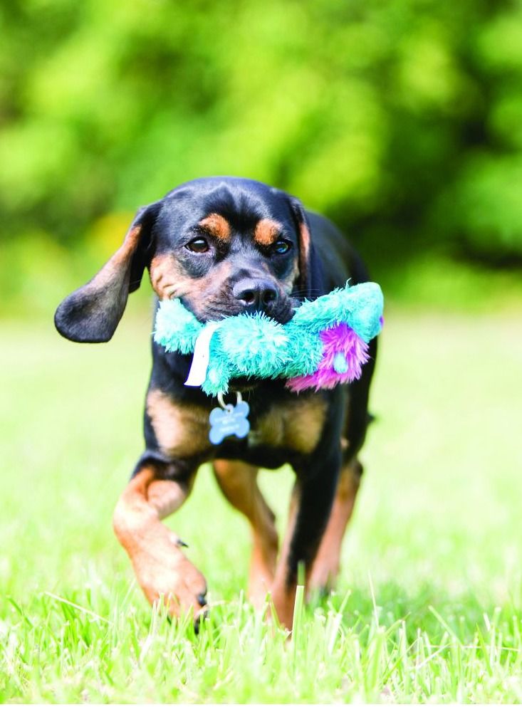 Kong Cozie King Lion Plush Dog Toy – Soft Squeaky Snuggle Companion with Extra Durable Layer for Gentle Chewers – Ideal for Indoor Play and Comfort Cuddles – Medium Size - Image 4