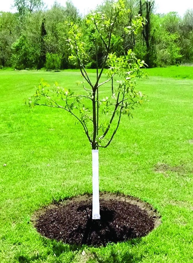 Dewitt 3-Inch by 50-Foot Tree Wrap White TW3W