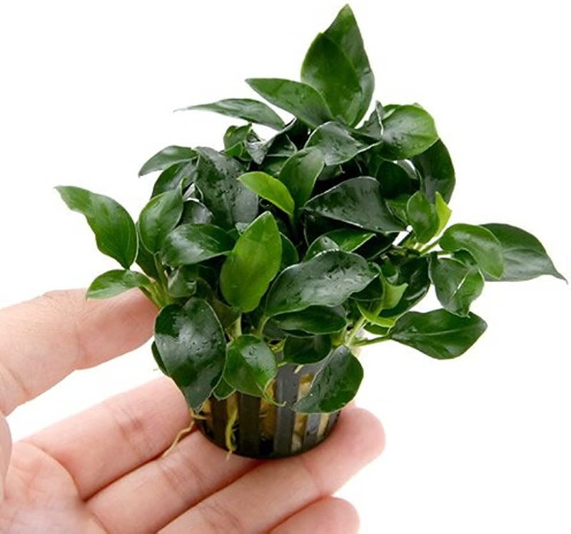 Maalavya Live Aquarium Aquatic Plant Anubias Barteri Dark Angel Live Plant On Lava Rock - Image 2