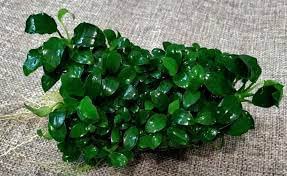 Maalavya Live Aquarium Aquatic Plant Anubias Barteri Dark Angel Live Plant On Lava Rock - Image 4