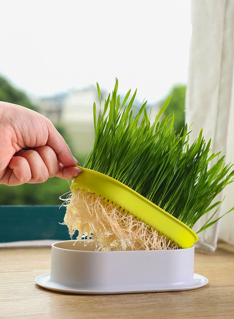 Cat Grass Planter Box，Cat Decompression Toys for Cat，Cat Grass x 5 Pack (Grow your own kits) - Image 2