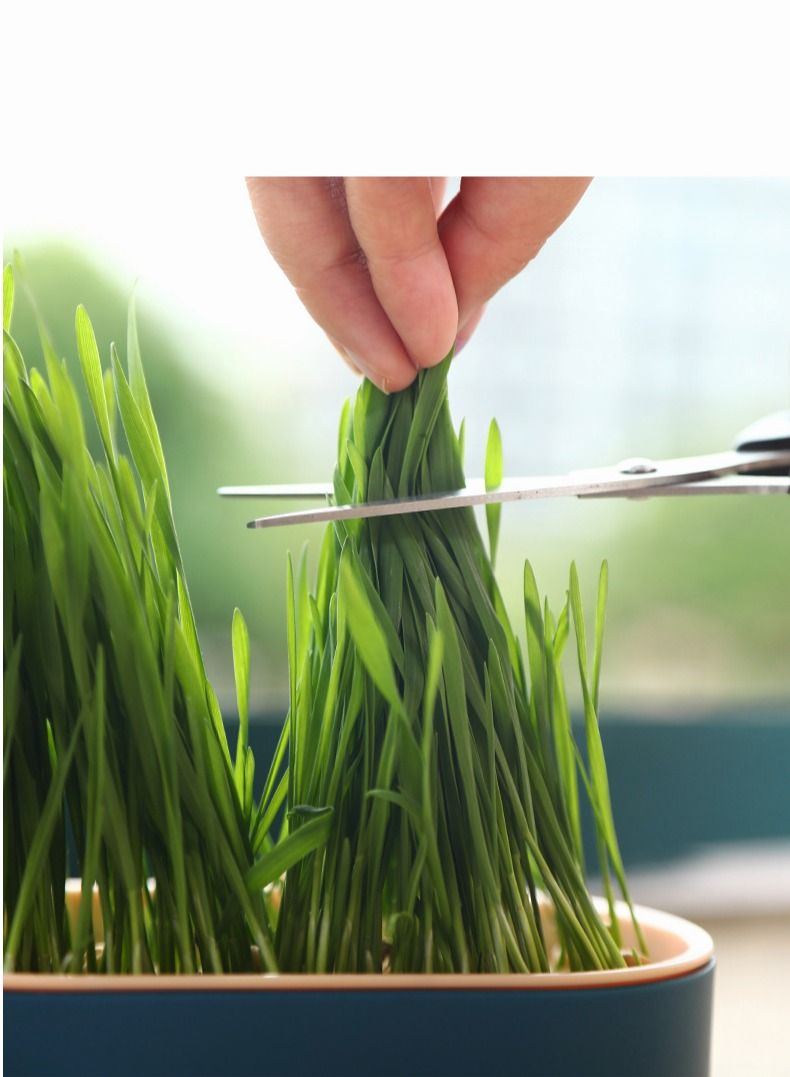 Cat Grass Planter Box，Cat Decompression Toys for Cat，Cat Grass x 5 Pack (Grow your own kits) - Image 3