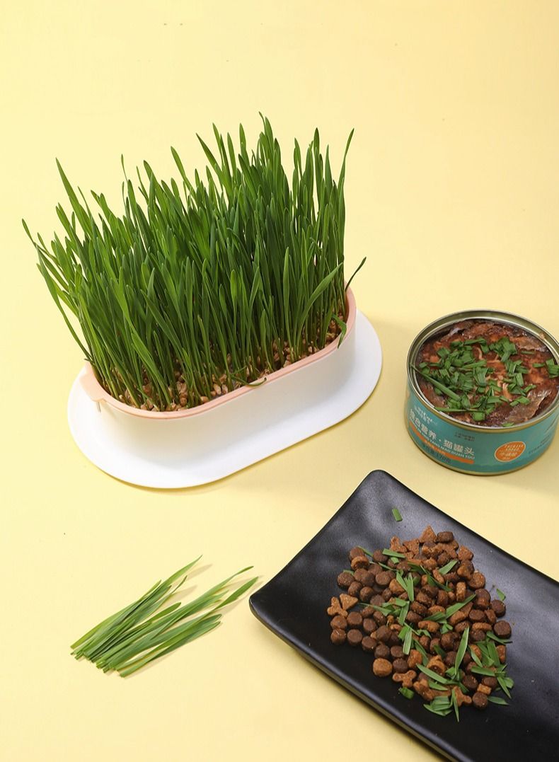 Cat Grass Planter Box，Cat Decompression Toys for Cat，Cat Grass x 5 Pack (Grow your own kits) - Image 4