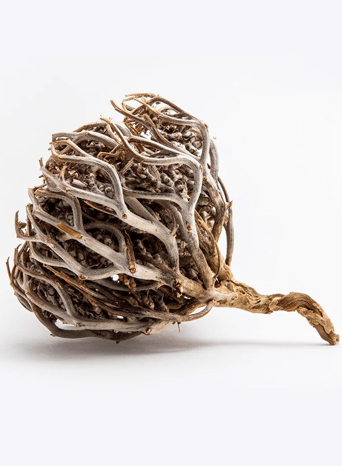 Generic Jericho rose Anastatica hierochuntica / fertility, pregnancy, stimulation, Maryam Flower , Mary's flower The Resurrection Plant (Pack of 3)  - Image 1