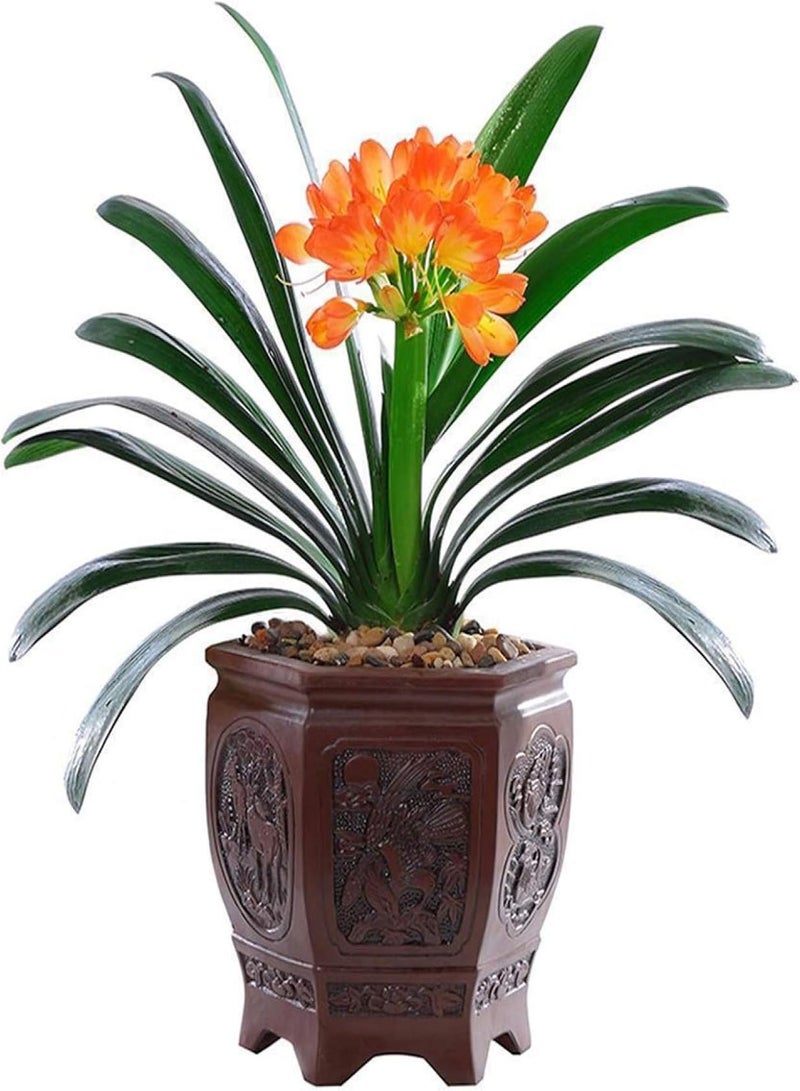 GGOOT Green Garden Flower Plants-20/30/50Pcs Clivia Seeds Indoor Planting Fragrant Blooming Potted Bonsai Flower - 30Pcs Clivia Seeds - Image 1