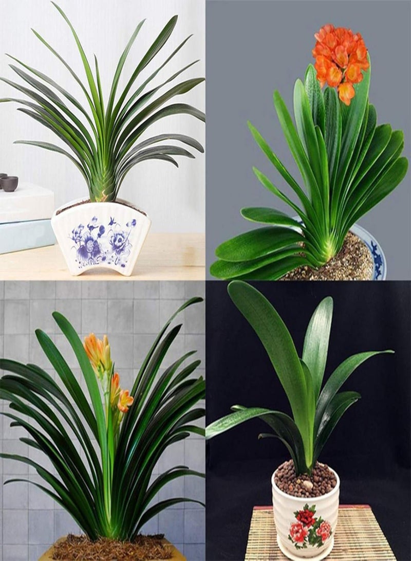 GGOOT Green Garden Flower Plants-20/30/50Pcs Clivia Seeds Indoor Planting Fragrant Blooming Potted Bonsai Flower - 30Pcs Clivia Seeds - Image 2
