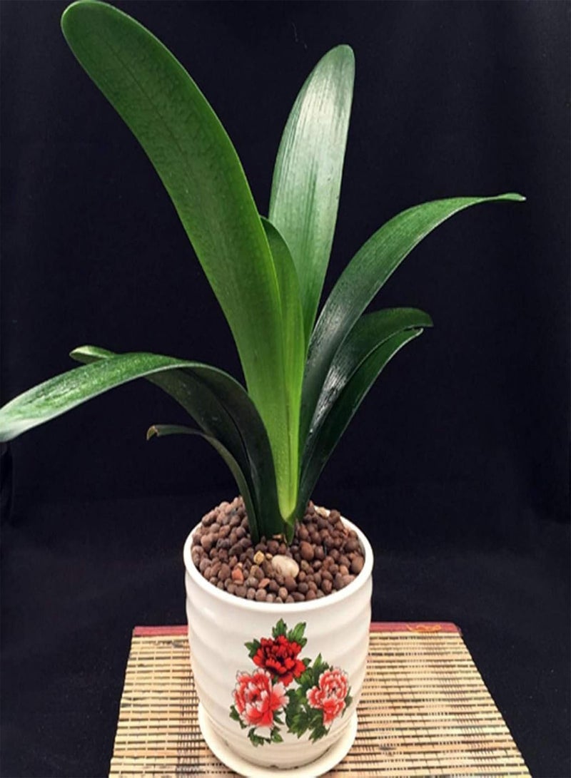 GGOOT Green Garden Flower Plants-20/30/50Pcs Clivia Seeds Indoor Planting Fragrant Blooming Potted Bonsai Flower - 30Pcs Clivia Seeds - Image 3