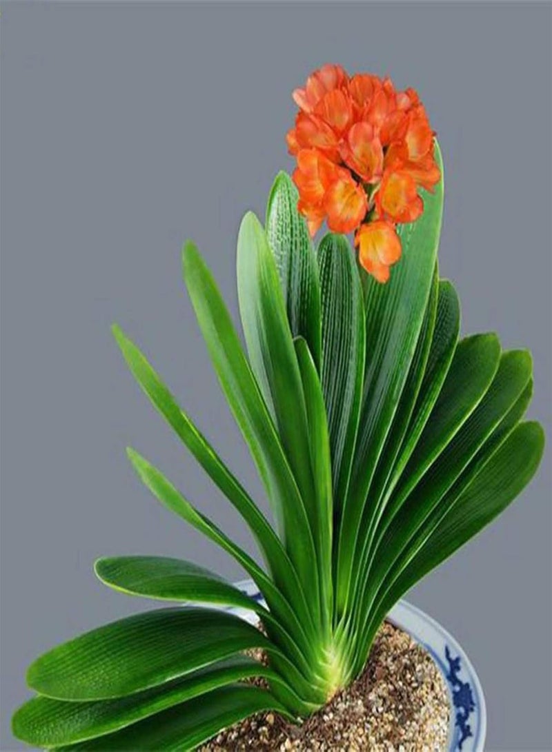 GGOOT Green Garden Flower Plants-20/30/50Pcs Clivia Seeds Indoor Planting Fragrant Blooming Potted Bonsai Flower - 30Pcs Clivia Seeds - Image 4