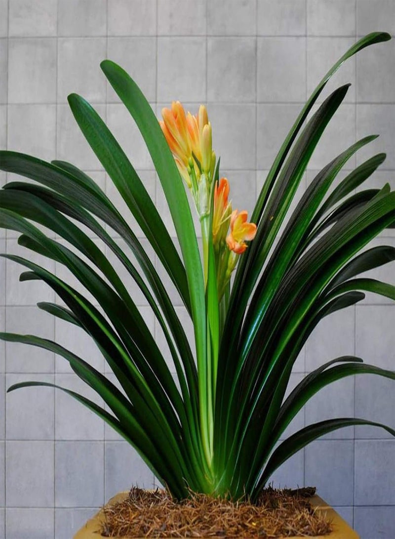 GGOOT Green Garden Flower Plants-20/30/50Pcs Clivia Seeds Indoor Planting Fragrant Blooming Potted Bonsai Flower - 30Pcs Clivia Seeds - Image 5