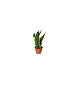 DUBAI GARDEN CENTRE Dubai Garden Centre Sansevieria Laurentii Dwarf Plant, 35 cm Height  - Image 1