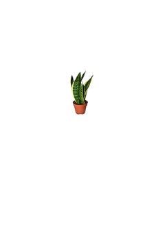 DUBAI GARDEN CENTRE Dubai Garden Centre Sansevieria Laurentii Dwarf Plant, 35 cm Height  - Image 2