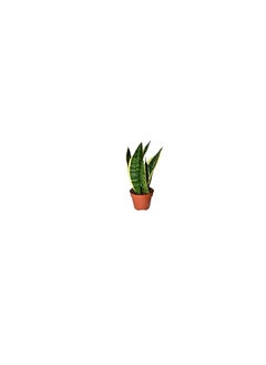 DUBAI GARDEN CENTRE Dubai Garden Centre Sansevieria Laurentii Dwarf Plant, 35 cm Height  - Image 3